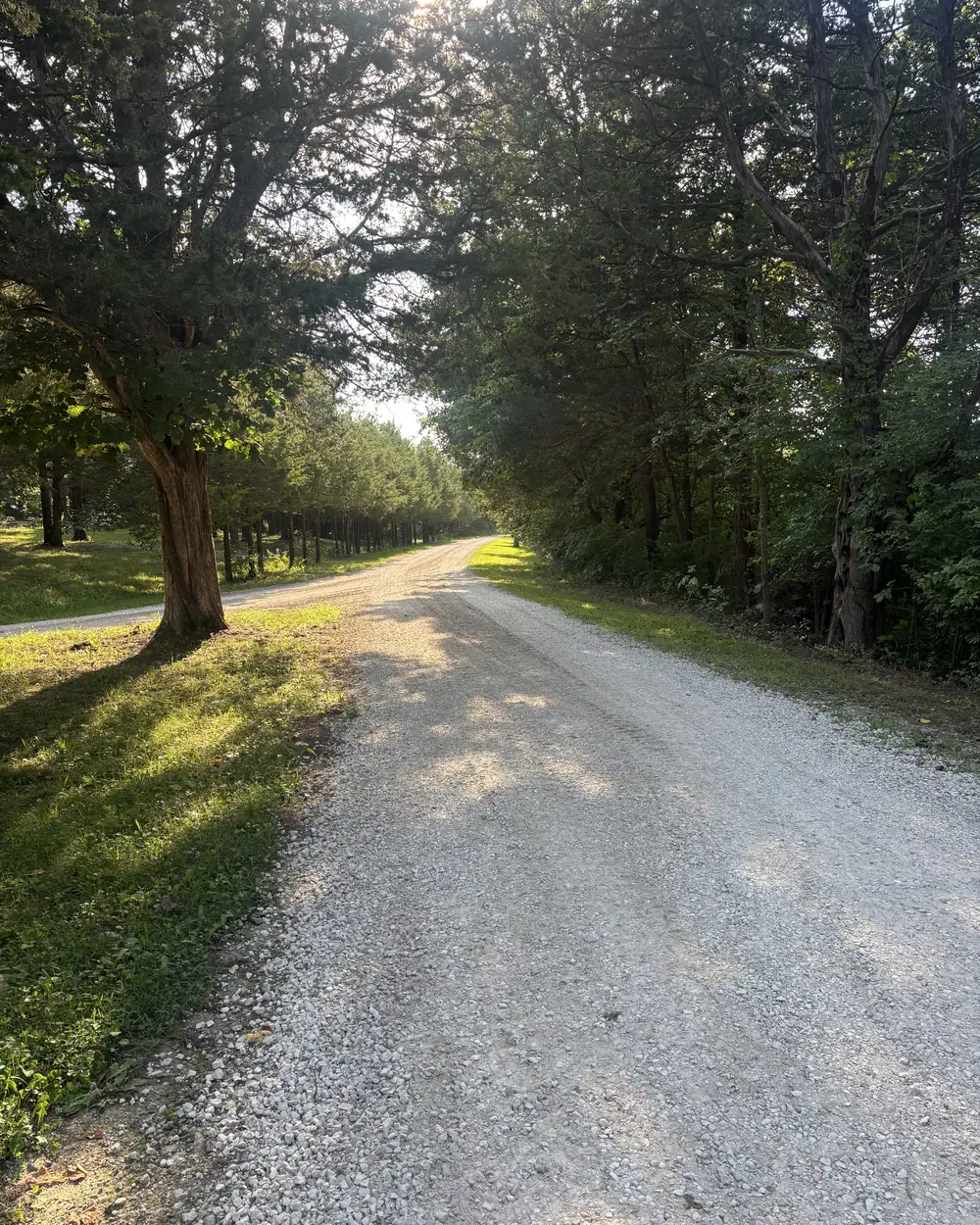 A finished gravel driveway curving away through mature timber, its surface graded flat and its edges cut clean against the grass